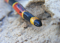 Laura van den Berg's story "Farewell My Loveds" was published by American Short Fiction and Atticus Review and is included in her story collection What the World Will Look Like When All the Water Leaves Us.