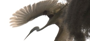 Kalpana Narayanan won Boston Review's Aura Estrada Short Story Prize with her story, "Aviator on the Prowl."